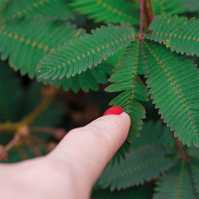 KIT AUTOCOLTIVAZIONE MIMOSA PUDICA