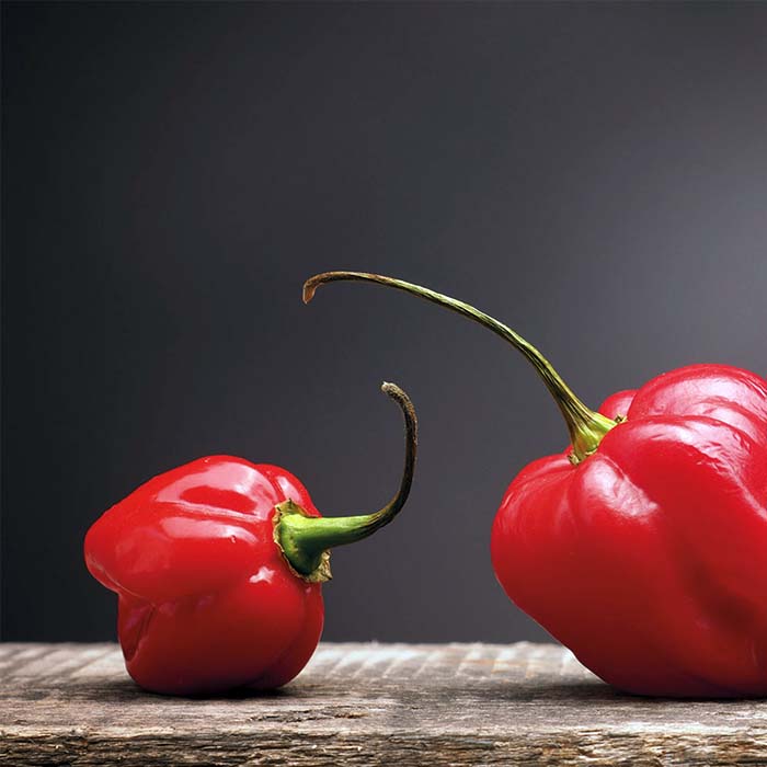 KIT DI AUTOCOLTIVAZIONE PEPERONCINO RED CARIBBEAN