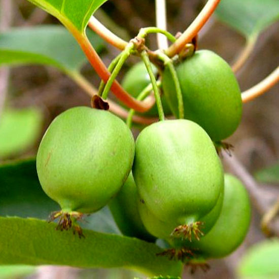 KIWI ARGUTA VASO 5LT (1 PIANTA)
