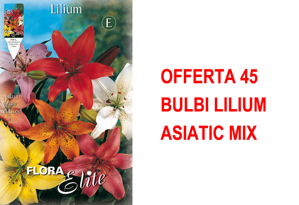 OFFERTA 45 BULBI LILIUM ASIATIC MIX