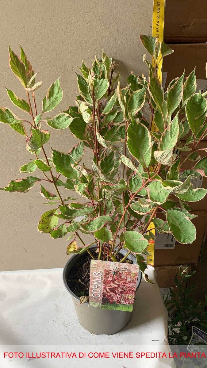 CORNUS ALBA MIRACLE IN VASO 19CM