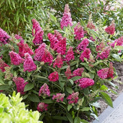 BUDDLEJA DAVIDII LITTLE RUBY ALBERO DELLE FARFALLE VASO 18CM