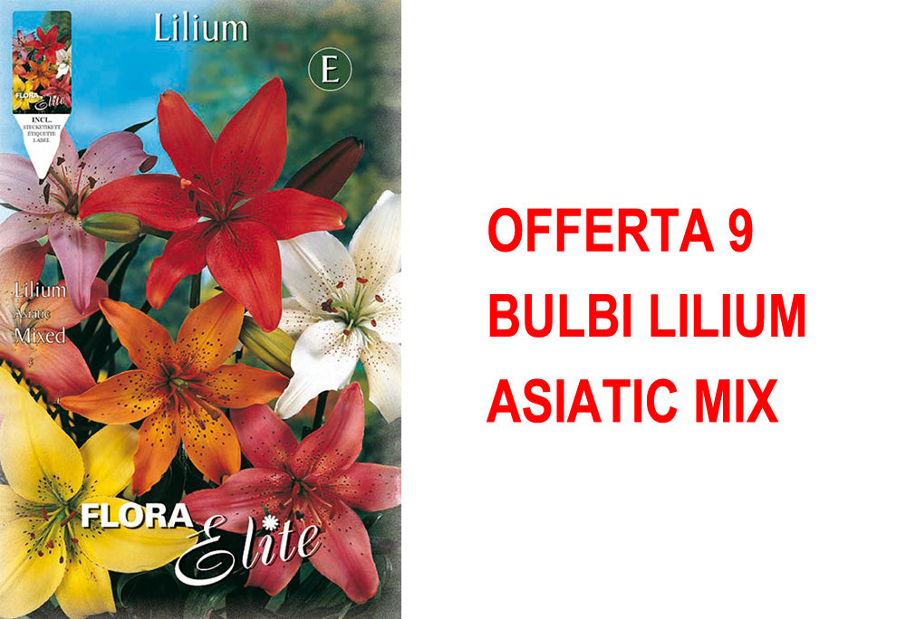 OFFERTA 9 BULBI LILIUM ASIATIC MIX