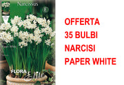 OFFERTA 35 BULBI NARCISO CHRISTMAS FLOWERING PAPER WHITE