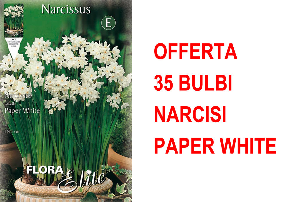 OFFERTA 35 BULBI NARCISO CHRISTMAS FLOWERING PAPER WHITE