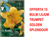 OFFERTA 15 BULBI LILIUM TRUMPET GOLDEN SPLENDOUR