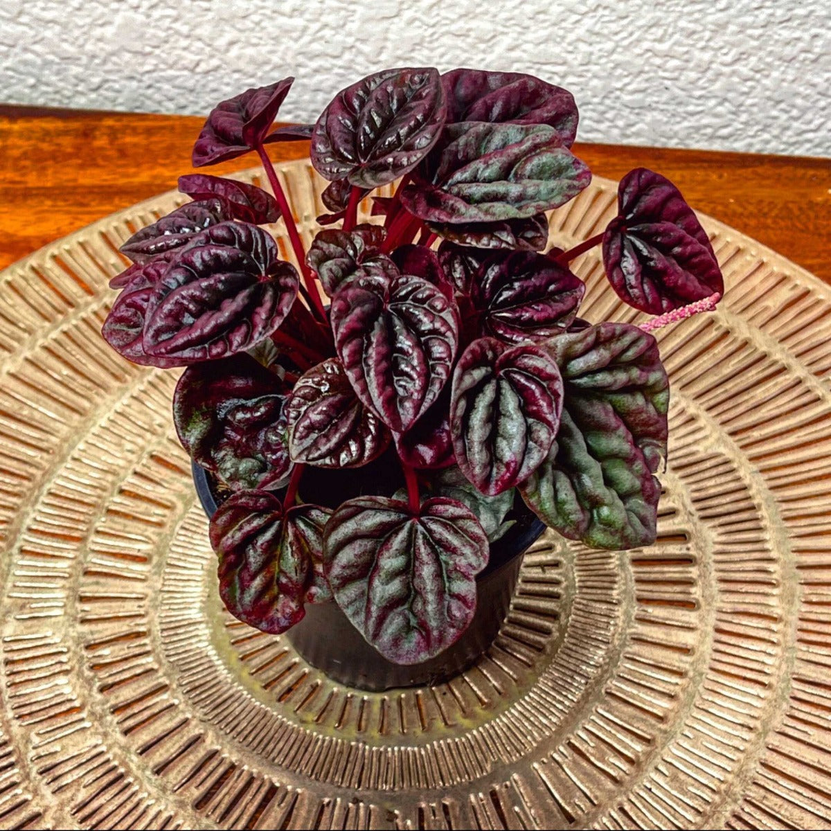 PEPEROMIA CAPERATA LUNA RED VASO 11CM