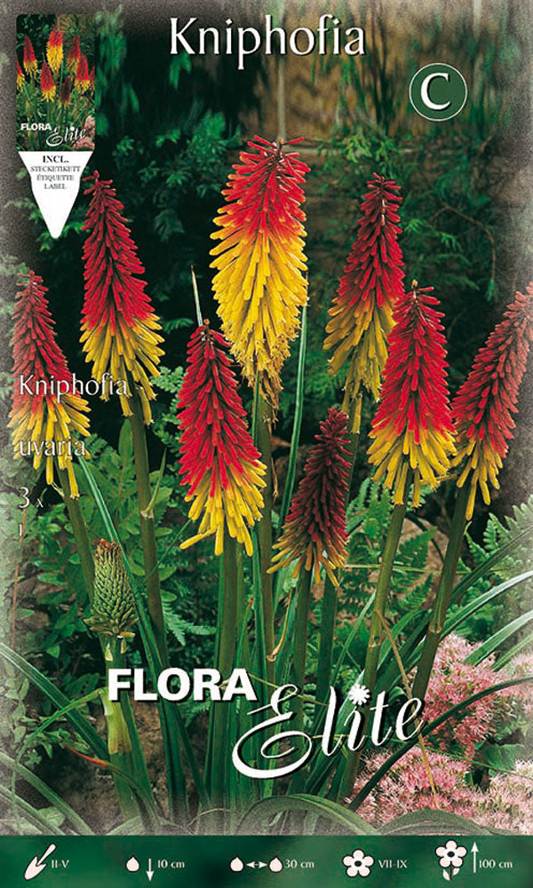 OFFERTA 18 BULBI KNIPHOFIA UVARIA