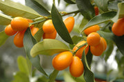 KUMQUAT MANDARINO CINESE IN VASO 22CM