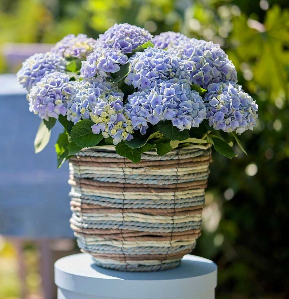 ORTENSIA HYDRANGEA MACROPHYLLA MAGICAL EVOLUTION BLU VASO 14CM