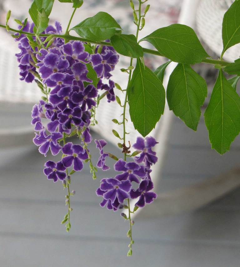 PIANTA, DURANTA ERICTA, IN VASO DA 15CM