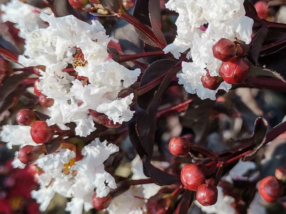 LAGERSTROEMIA INDICA BLACK SOLITAIRE PURE WHITE VASO 18CM