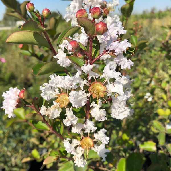 LAGERSTROEMIA INDICA NIVEA VASO 18CM