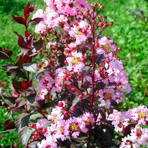 LAGERSTROEMIA INDICA RHAPSODY PINK VASO 27CM