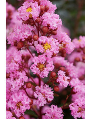 LAGERSTROEMIA INDICA EVELINE ROSA VASO 27CM