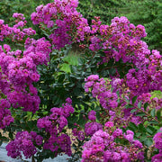 LAGERSTROEMIA INDICA VIOLET D'ETE VASO 18CM