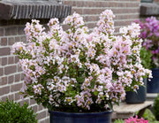 LAGERSTROEMIA INDICA WITH LOVE BABE VASO 17CM