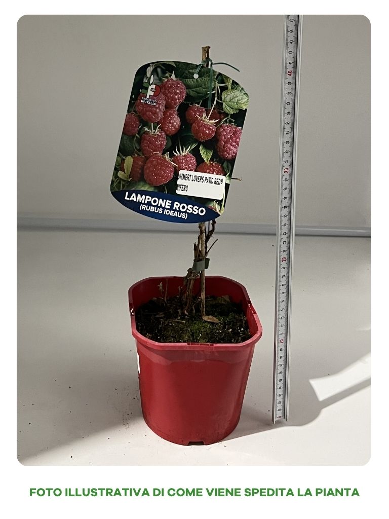LAMPONE ROSSO SUMMER LOVERS VASO 15CM