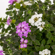 LANTANA BICOLOR ROSA/BIANCO VASO 14CM