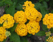 LANTANA GIALLA VASO 15CM