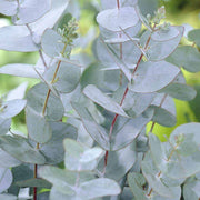 EUCALYPTUS GUNNII O EUCALIPTO DEL SIDRO VASO 19CM