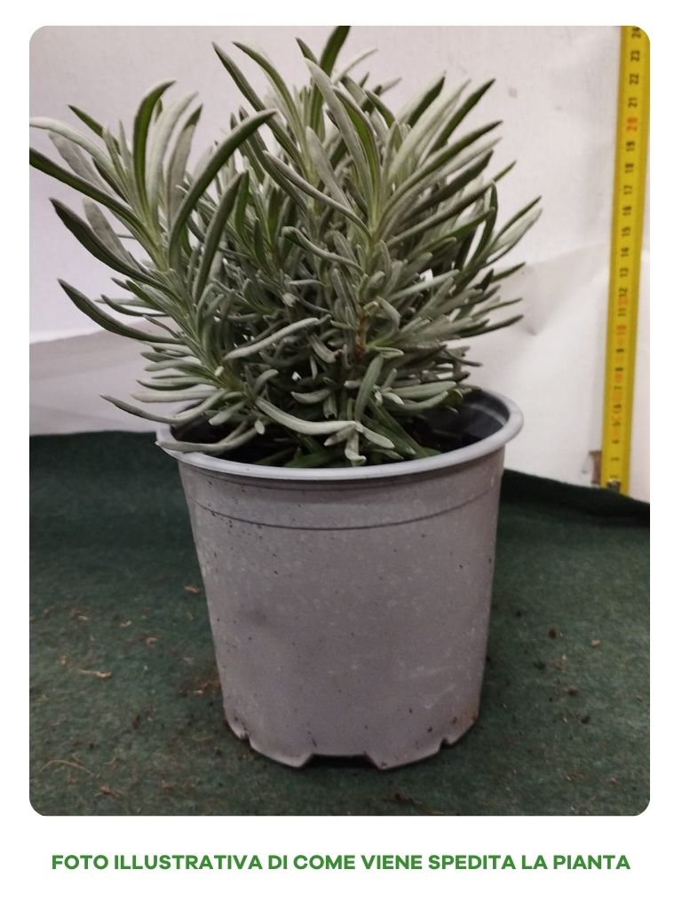 LAVANDA ANGUSTIFOLIA IN VASO 14CM