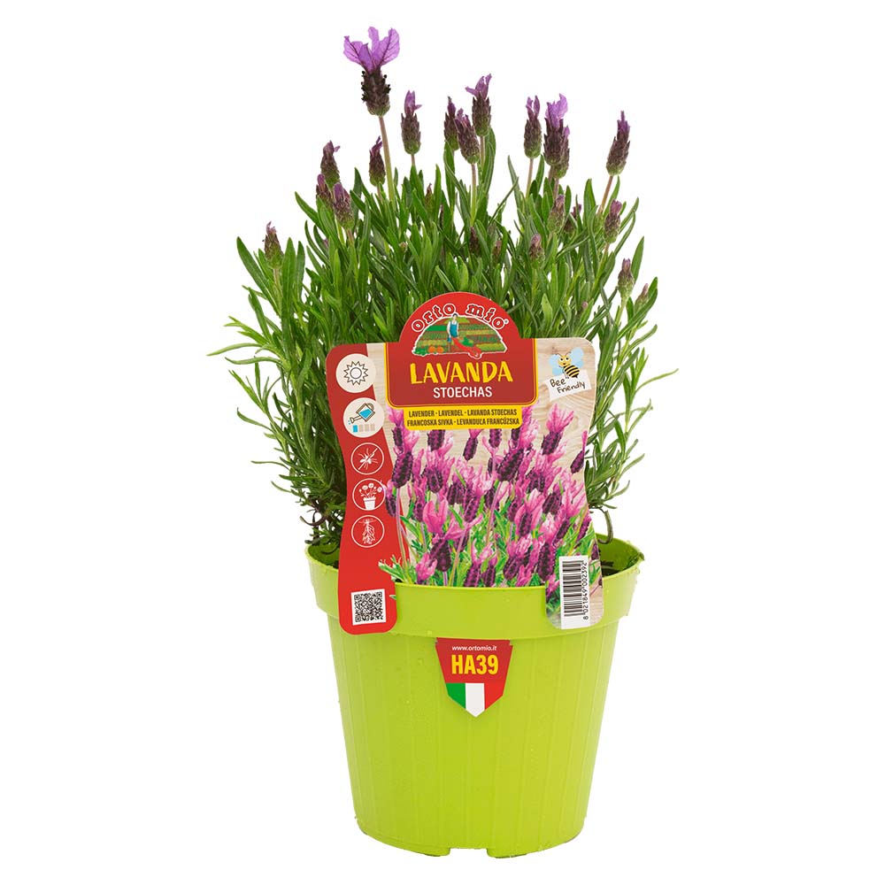 LAVANDA STOECHAS IN VASO 14CM
