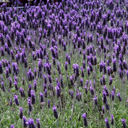 LAVANDULA DENTATA CANDICANS VASO 16CM