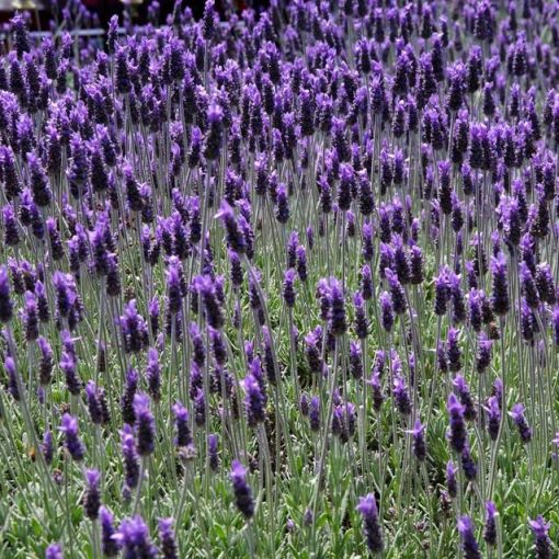LAVANDULA DENTATA CANDICANS VASO 16CM