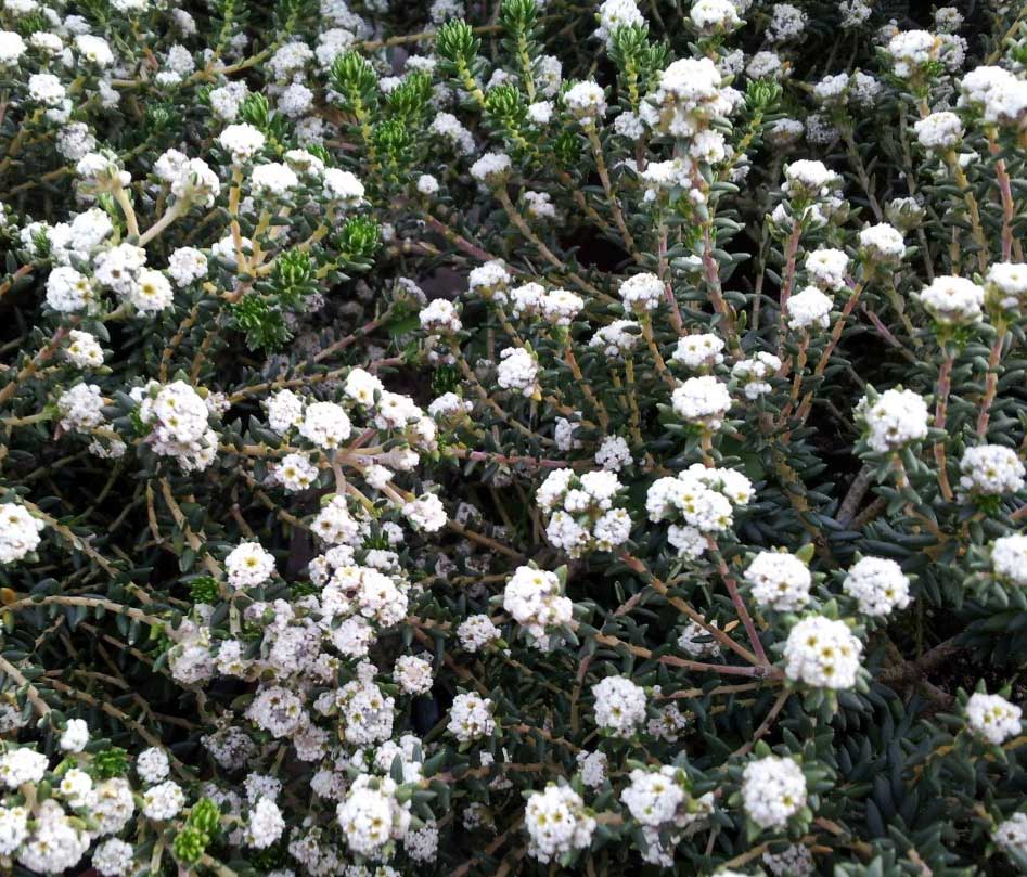 PHYLICA ERICOIDES VASO 25CM