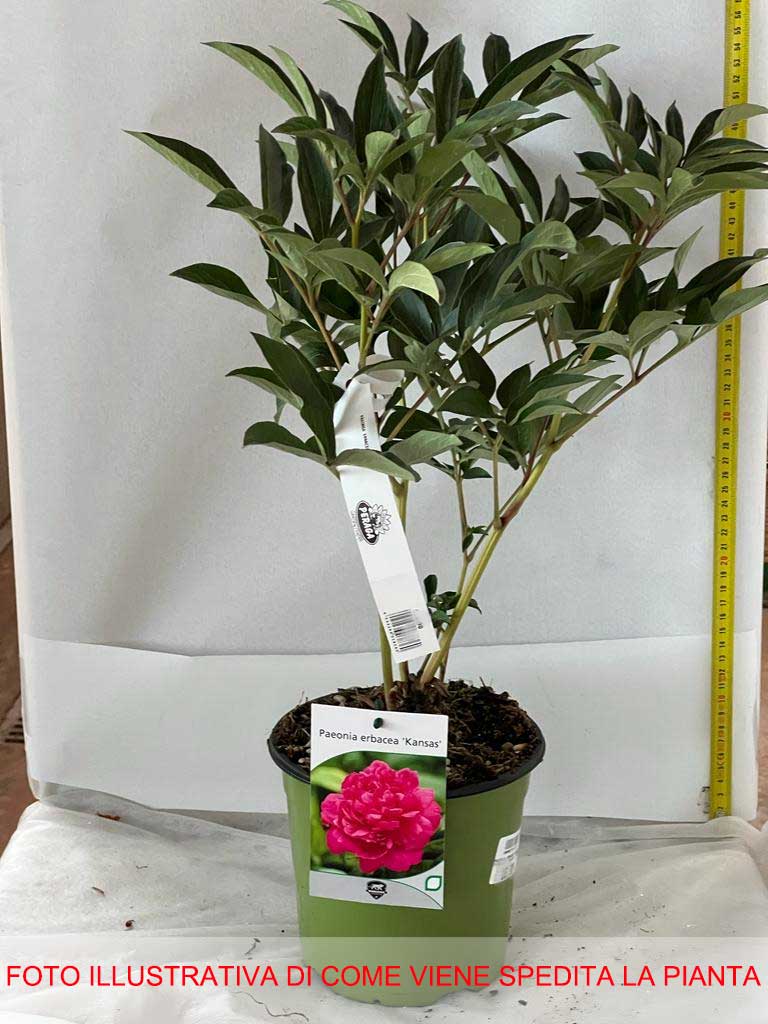 PEONIA ERBACEA JANSAS VASO 17CM