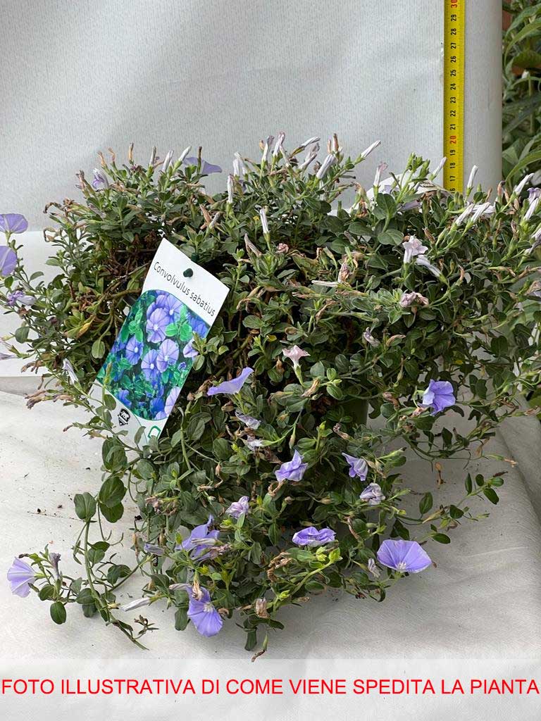 CONVOLVULUS SABATUS BLU VASO 18CM