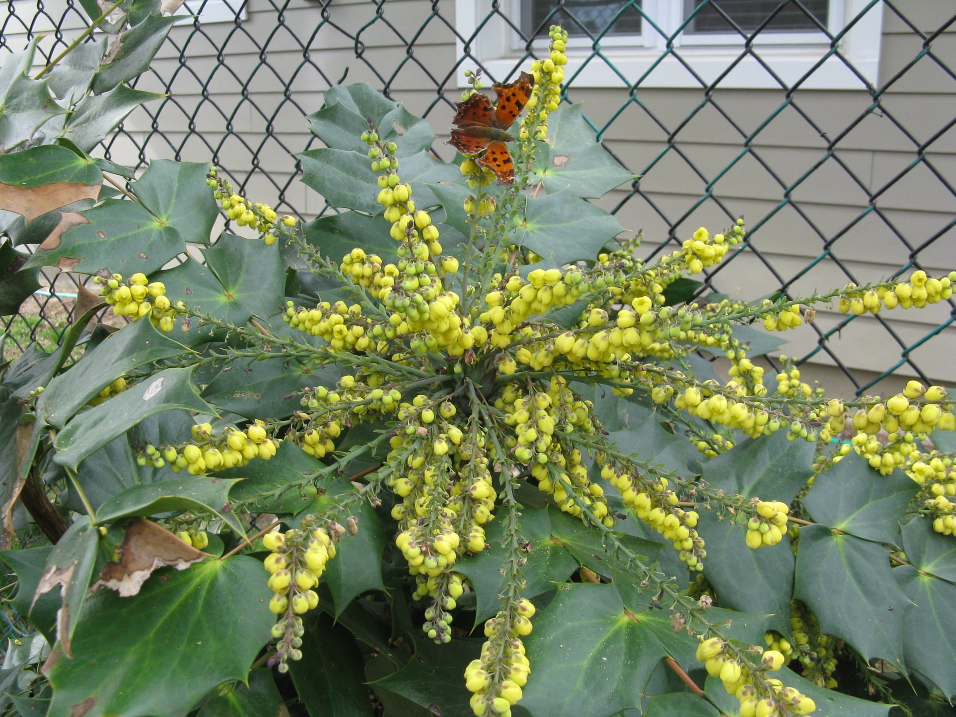 MAHONIA BEALEI VASO 19CM