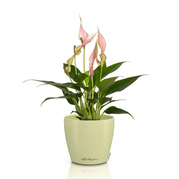 Vaso Classico "Deco 10" D11 H10CM Verde Tiglio Opaco LECHUZA