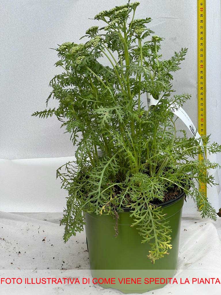 ACHILLEA MILLY ROCK ROSA IN VASO 18CM