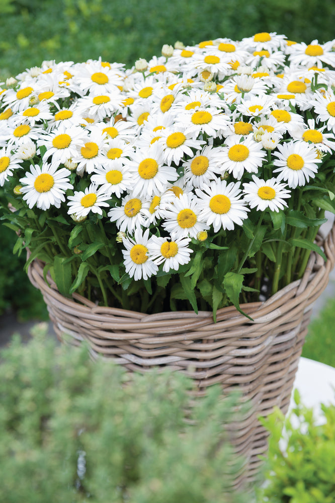 LEUCANTHEMUM OOH LA LAGRANDE VASO 18CM