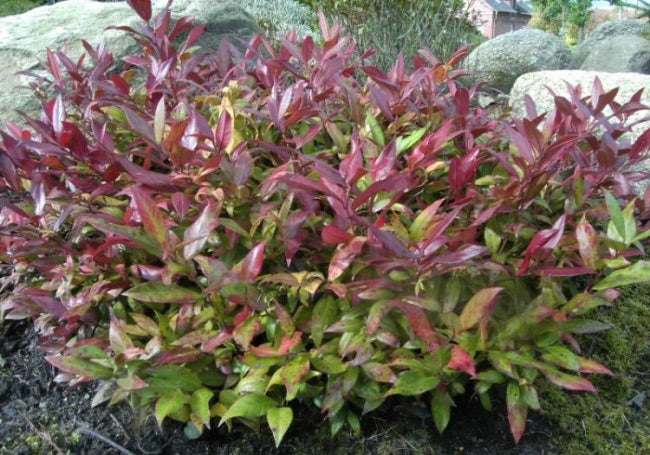 LEUCOTHOE SCARLETTA VASO 18CM