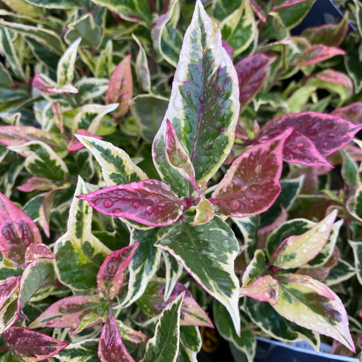 LEUCOTHOE FIRESTAR VASO 17CM