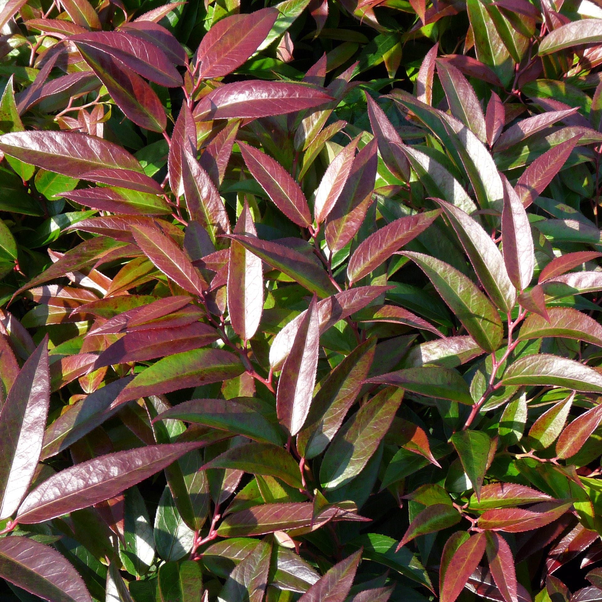 LEUCOTHOE KEISKEI ROYAL RUBY VASO 17CM