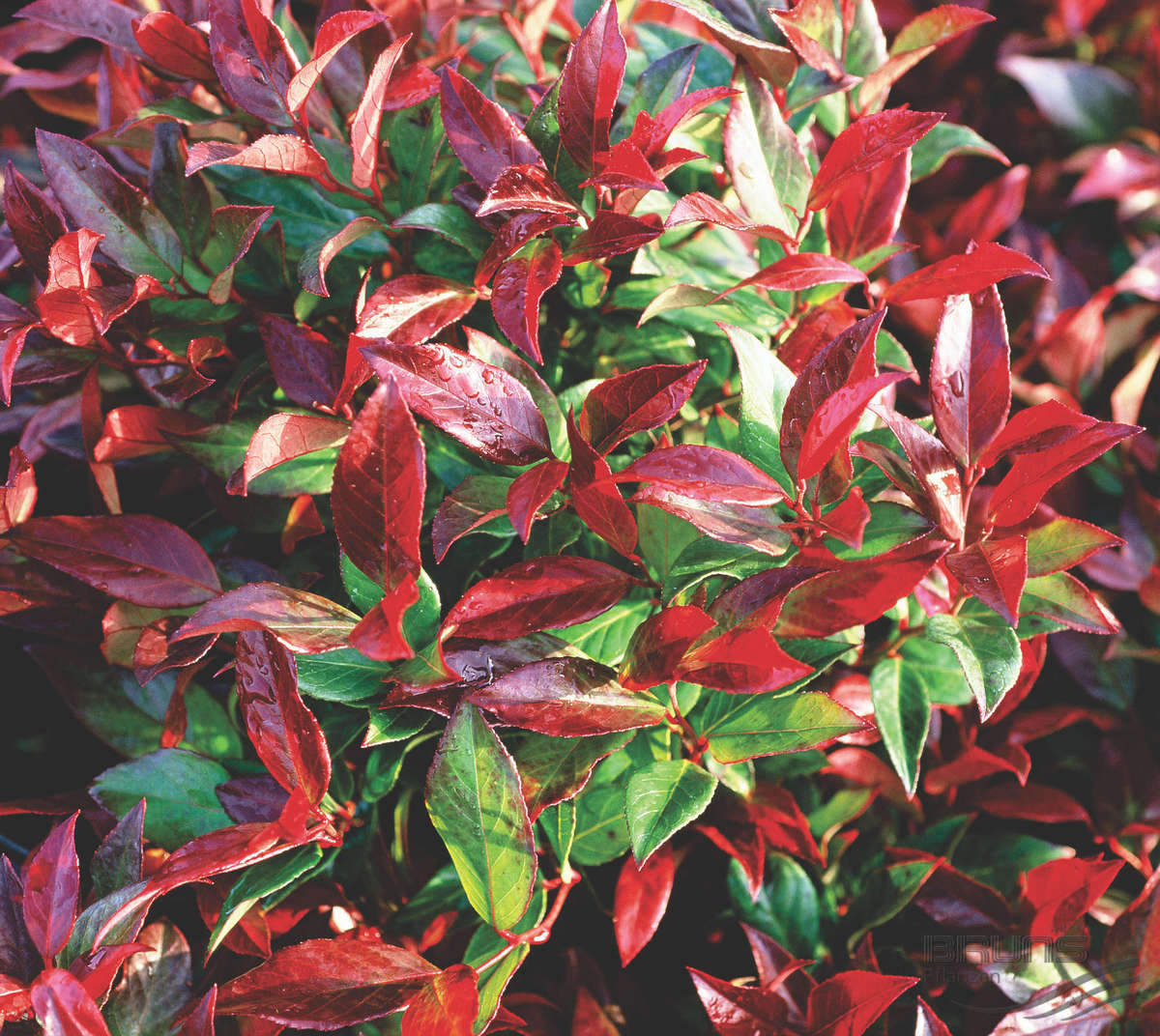LEUCOTHOE SCARLETTA VASO 18CM