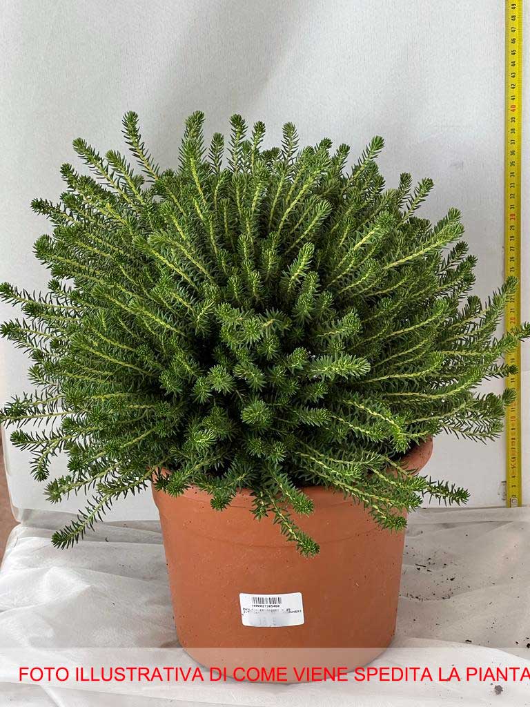 PHYLICA ERICOIDES VASO 25CM
