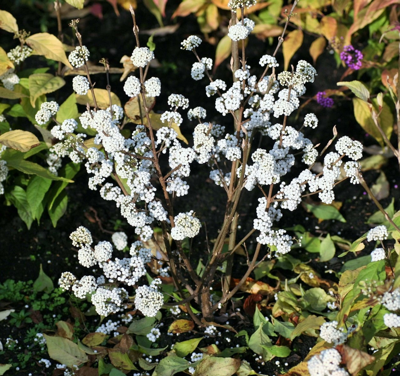CALLICARPA SNOWSTAR VASO DA 19CM