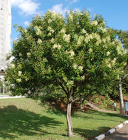 LIGUSTRUM LUCIDUM VASO 16CM