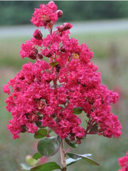 LAGERSTROEMIA INDICA “BRAISE D’ETÉ” VASO 27CM