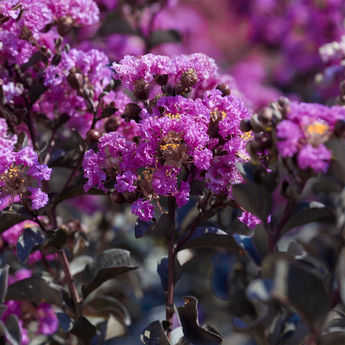 LAGERSTROEMIA INDICA BLACK SOLITAIRE PURELY PURPLE VASO 18CM