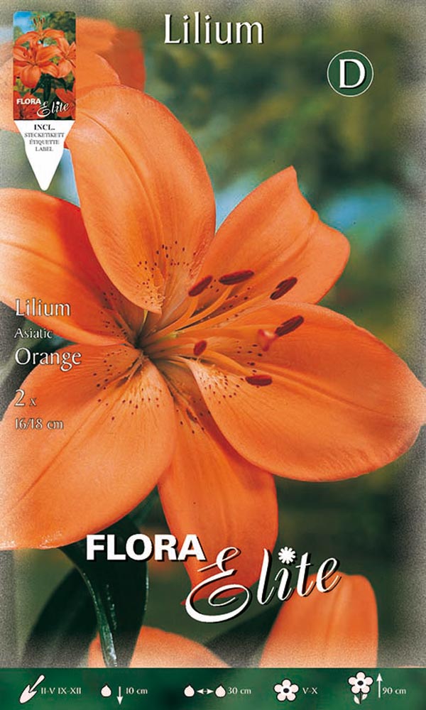 LILIUM ASIATIC ARANCIONE (CONFEZIONE DA 2 BULBI)