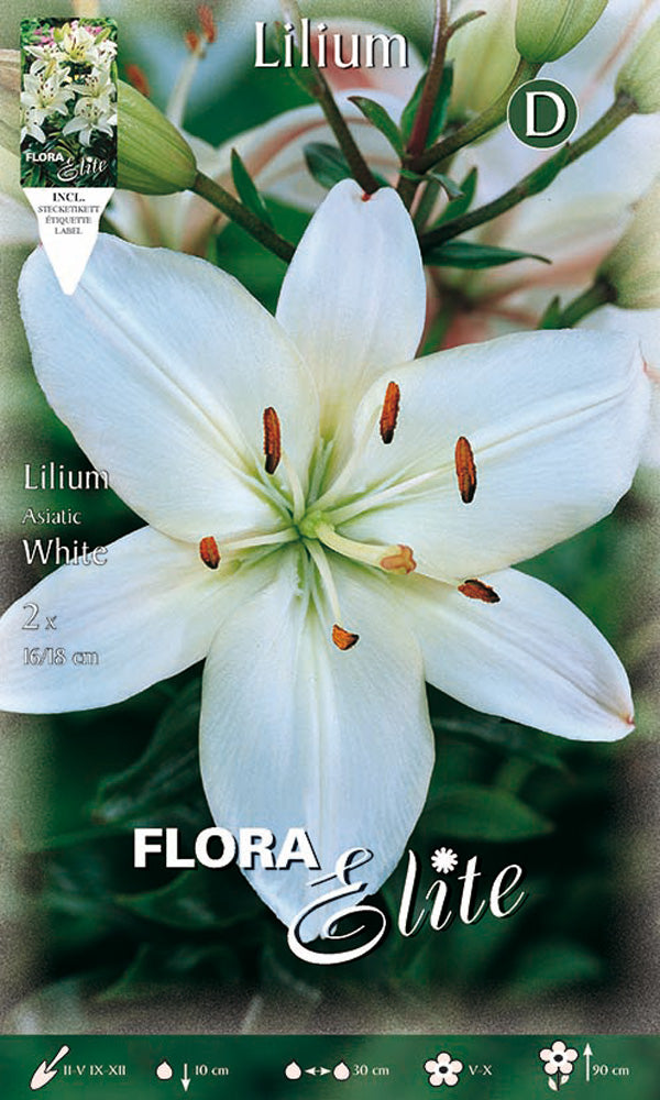 LILIUM ASIATIC WHITE (CONFEZIONE DA 2 BULBO)