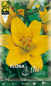 LILIUM ASIATIC GIALLO (CONFEZIONE DA 2 BULBI)