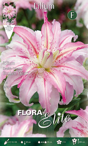 LILIUM ORIENTAL BROKEN HEART DOPPELBLÜHEND (2ER-PACKUNG)