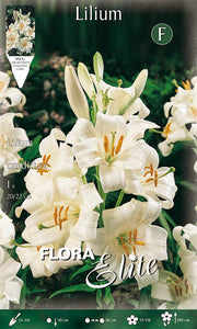 LILIUM CANDIDUM (CONFEZIONE DA 1 BULBO)